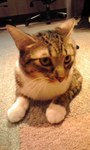 猫1