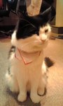 猫3