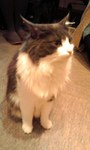 猫2