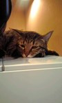 猫4