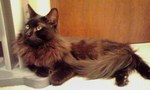 猫5