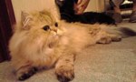 猫6